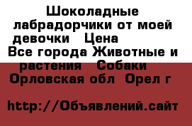 Шоколадные лабрадорчики от моей девочки › Цена ­ 25 000 - Все города Животные и растения » Собаки   . Орловская обл.,Орел г.